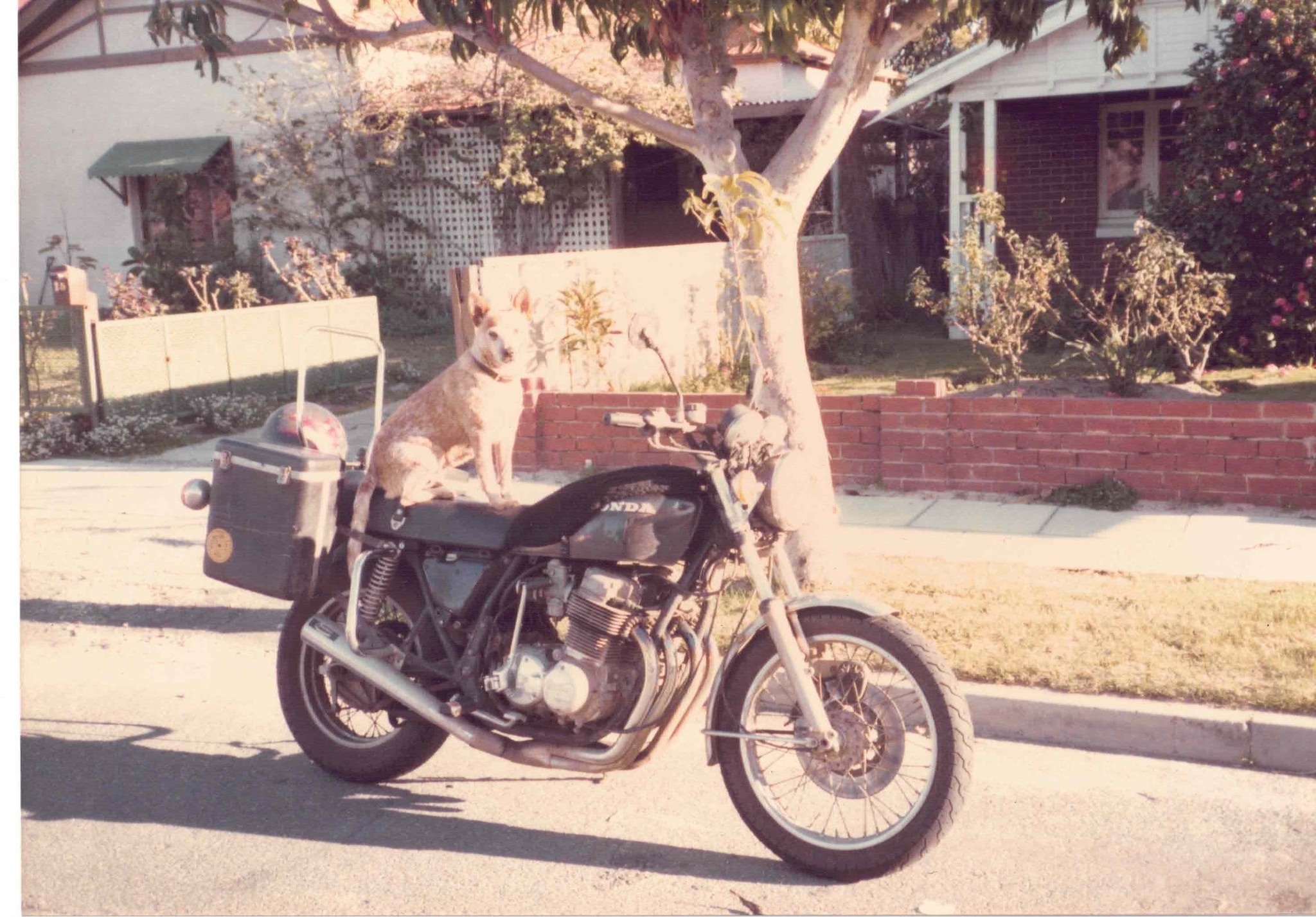 Age 17 to 19 My Red Heeler "Rishy" and the Honda (750Four K7) my dad purchased for me when i was visiting him in Canberra. Rishy rode on the sheep skin covered petrol tank.